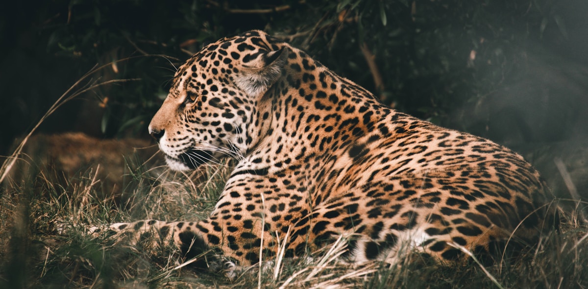 Leopard resting in long grass on an African safari, South Africa