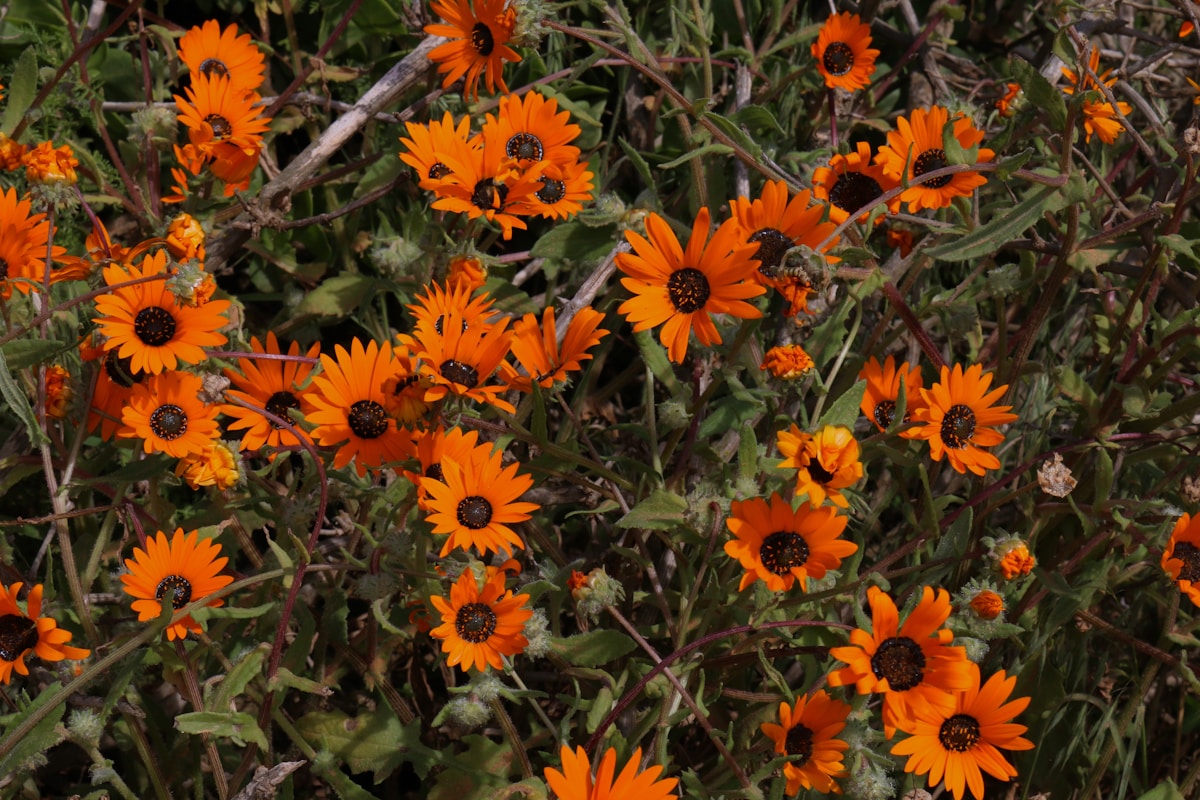 Orange Cape daisies, West Coast National Park — South Africa in September