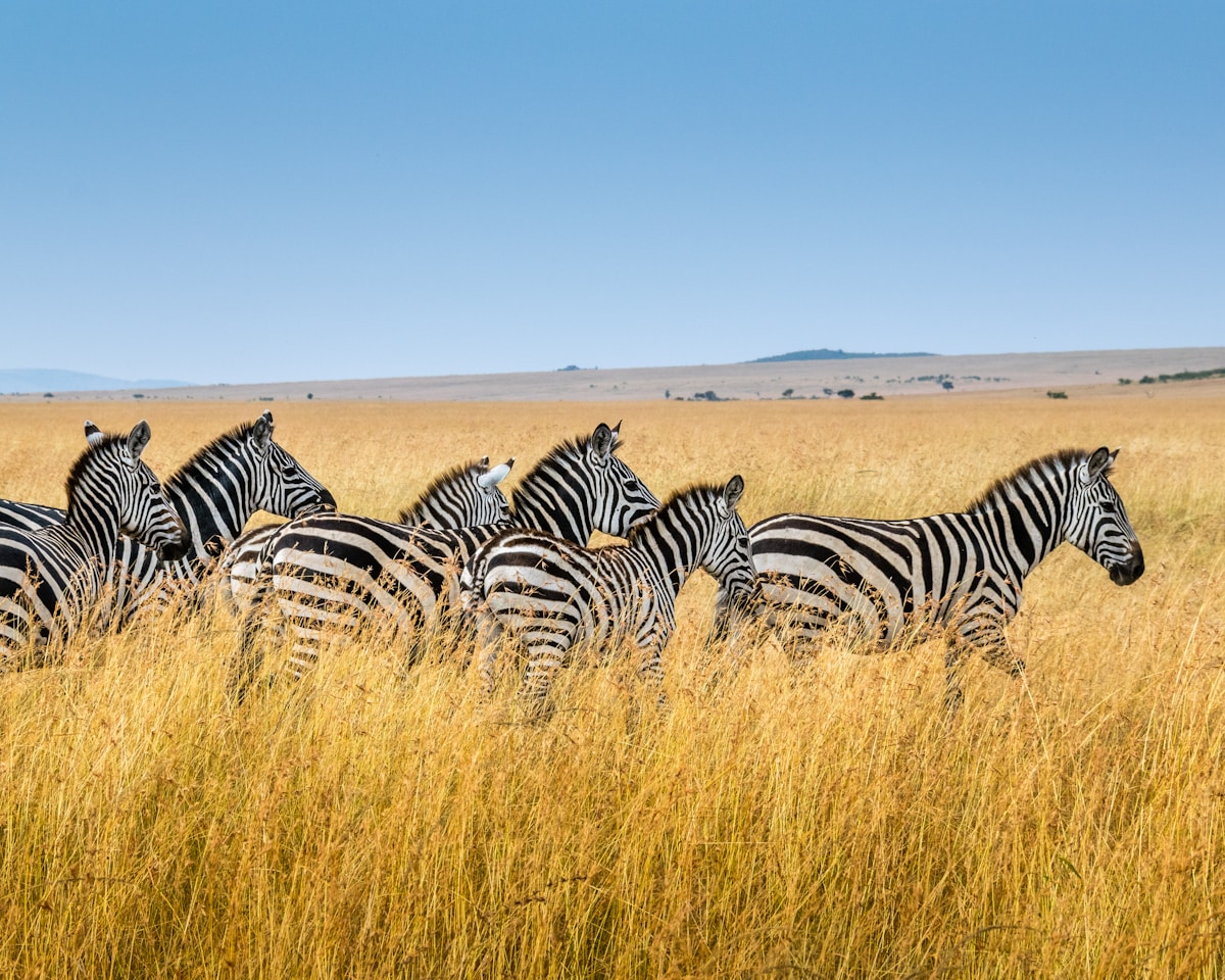 Zebra herd walking through golden grass on the Maasai Mara savanna, Kenya — Africa safari comparison