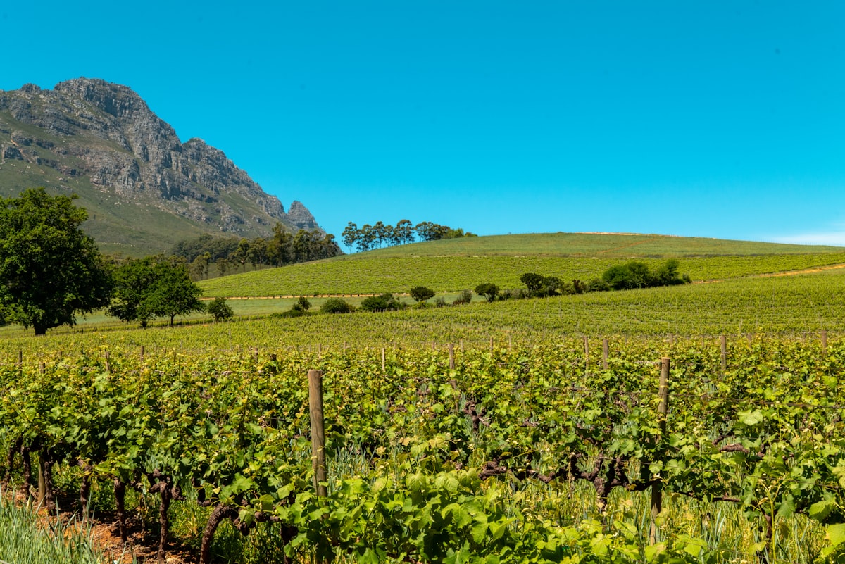Vineyard rows at Stellenbosch with Hottentots Holland Mountains, Western Cape, South Africa