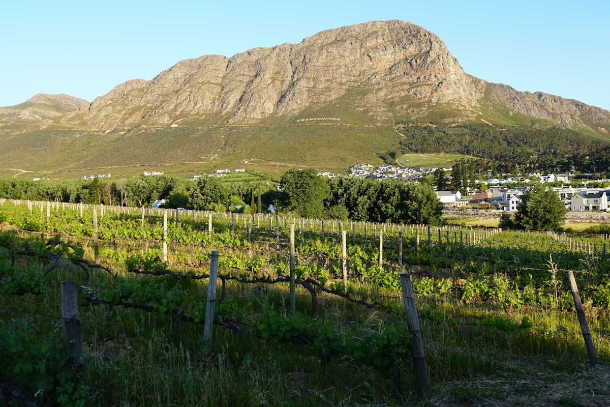 Vineyard rows with mountain backdrop at Franschhoek, Cape Winelands, South Africa