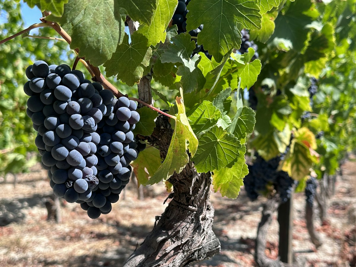 Harvest season grape picking at a Stellenbosch wine estate in the Western Cape