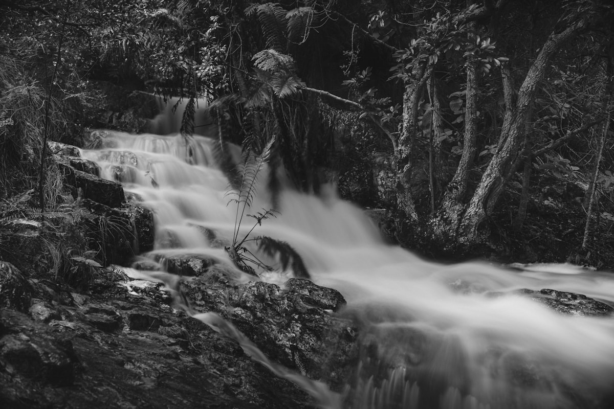 Forest waterfall cascading through indigenous forest in Tsitsikamma National Park, South Africa