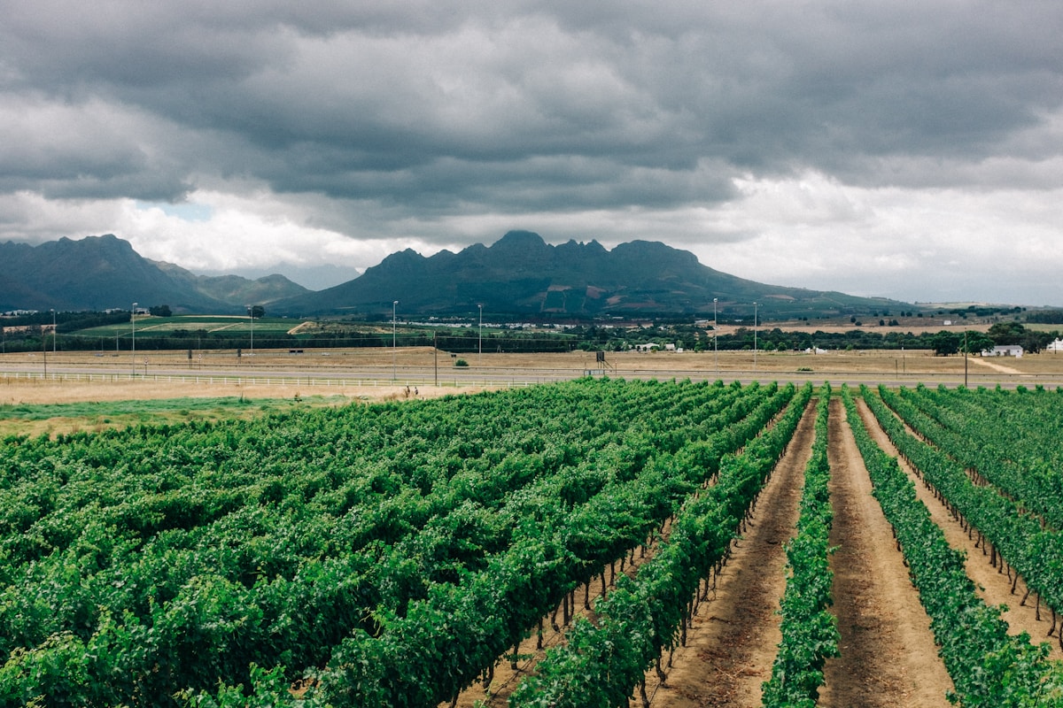 A wine glass being poured at a Cape Winelands estate with vineyards in the background